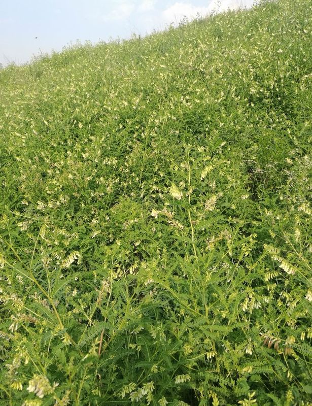 98 +% Astragaloside 4 Astragalus Root Anti - Peradangan Meningkatkan Fungsi Paru-Paru Jantung HPLC-ELSD