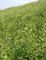 Sirkulasi Astragalus Membranaceus Extract 10% Astragaloside IV Brown Powder